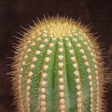 Trichocereus schickendantzii (fabrisii) (only one plant for each size! exceptional)